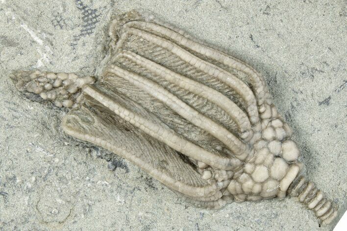 Fossil Crinoid (Macrocrinus) - Crawfordsville, Indiana #291749